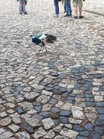 Burg Lissabon