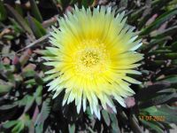Cabo da Roca Blume