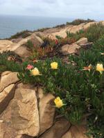 Cabo de Roca (4)