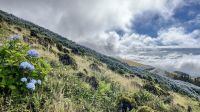 Caldeira, Faial Island, Horta, Azores, Portugal