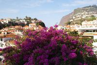 Camara de Lobos