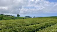 Chà Gorreana, São Miguel Island, Ribeira Grande, Azores, Portugal