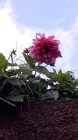 Dahlien am Wegesrand