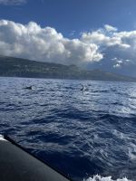 Delfine vor Pico