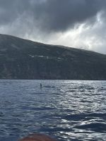 Delfine vor Pico