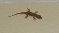 Der auch - Hotelgecko
