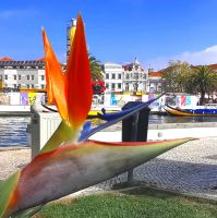 Die Strelizien wachsen in Aveiro in den Parkanlagen