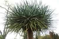 Drachenbaum