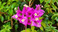 Drillingsblume oder Bouganvillea