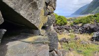 Eidechse in aussichtsreicher Position