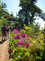 Entlang der Levada