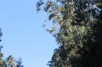 Eukalyptus-Bäume