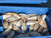 Fischereihafen