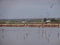 Flamingos