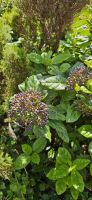 Flores, Schneeball Lorbeer