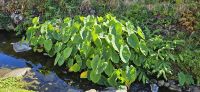 Flores, Yams