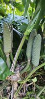 Früchte der Monstera im Garten der Quinta do Martelo