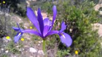 Frühling an der Algarve 