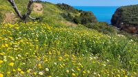 Frühling an der Algarve 