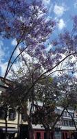Funchal