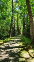 Furnas, Terra Nostra Park, Gingo Allee