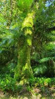 Furnas, Terra Nostra Park, Korkeiche