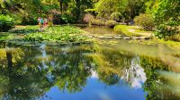 Furnas, Terra Nostra Park, Seerosenteich