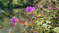 Furnas, Terra Nostra Park, Spinnenkraut