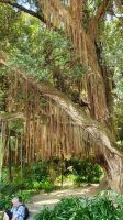 Furnas, Terra Nostra Park, neuseeländischer Eisenholzbaum
