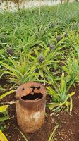 Gewächshaus in der Ananas Plantage
