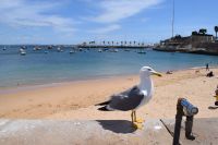 Hafen von Cascais 