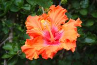 Hibiskus (2)