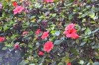 Hibiskusblüten