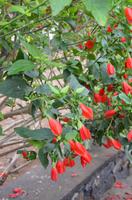 Hibiskusblüten