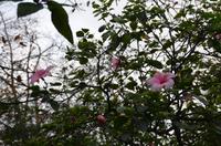Hibiskusblüten