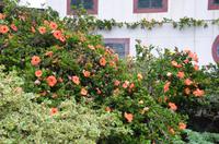 Hibiskusblüten