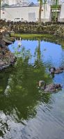 Horta, Park am Platz der Rebublik