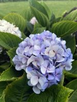 Hortensie