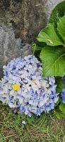 Hortensien Blüte