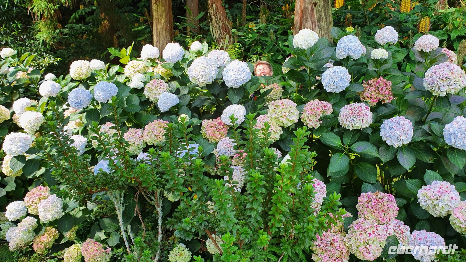 Hortensien mit Ria - Suchbild
