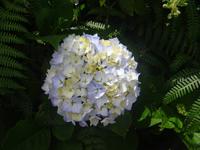 Hortensien