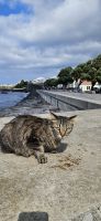 INsel Sao Miguel, Vila Franca do Campo, Katzenfütterung am Hafen