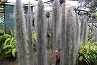 Im Orchideengarten (2)