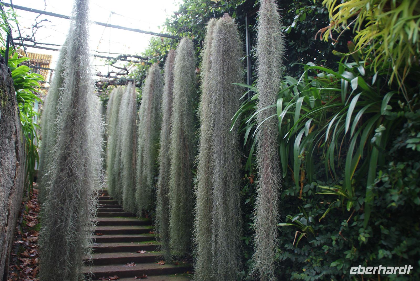 Im Orchideengarten (3)