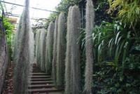 Im Orchideengarten (3)