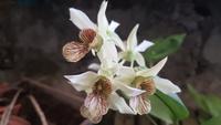 Im Orchideengarten
