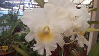 Im Orchideengarten