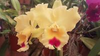 Im Orchideengarten