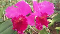 Im Orchideengarten