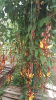 Im Orchideengarten
